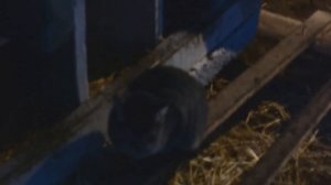 Содержание кур в теплице зимой 2016г. КУРЫ в Теплице? ЛЕГКО! Кроличья клетка. Будущий сарай-стайка.