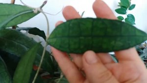 Hoya finlaysonii Хойя финлейсона. Цветение
