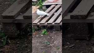 К нам прилетел белый голубь