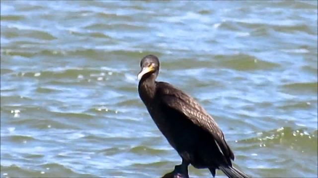 Белгород Днестровский. Затока. Птица Не известная науке.2018. смотреть онлайн
