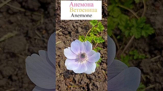 Анемона в саду.?