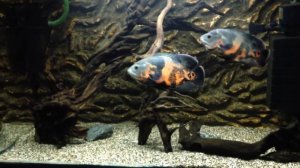 Задний фон аквариума своими руками. Астронотусы.