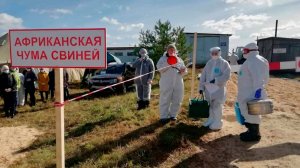 Случаи заражения африканской чумой свиней зафиксированы в Кировской области