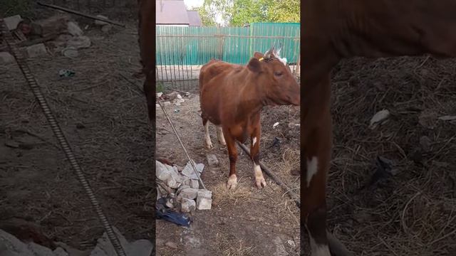 #козы#коровы смотреть онлайн