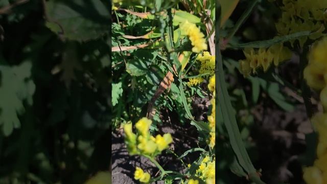Кермек - статица. (Limonium).?