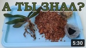 Пересаживаем ОРХИДЕЮ ПОШАГОВО: когда, зачем и как?⚘⚘⚘