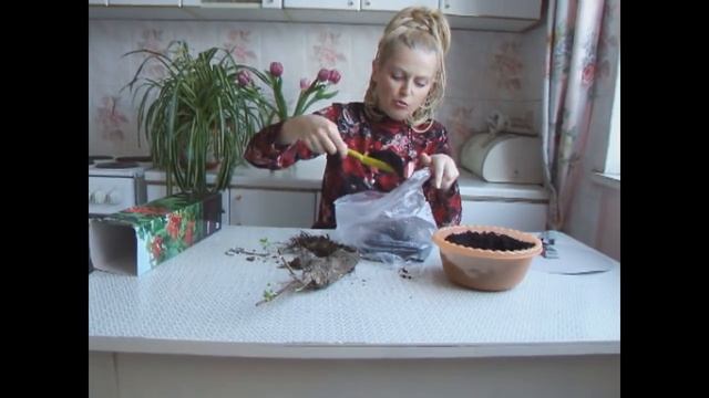 Как сохранить купленные саженцы до посадки в грунт смотреть онлайн