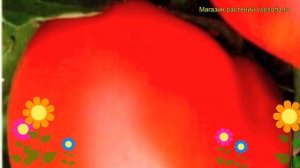 Томат обыкновенный Моя Любовь. Краткий обзор, описание характеристик, где купить семена