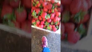 фуд сити цены на клубнику