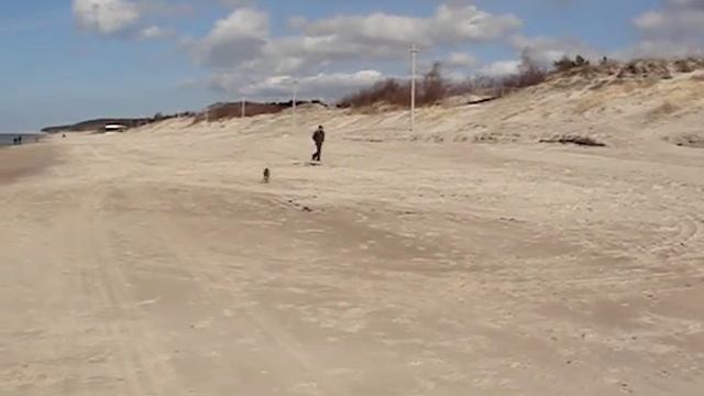 немецкий (стандартный) пинчер, german pincher смотреть онлайн