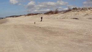 немецкий (стандартный) пинчер, german pincher