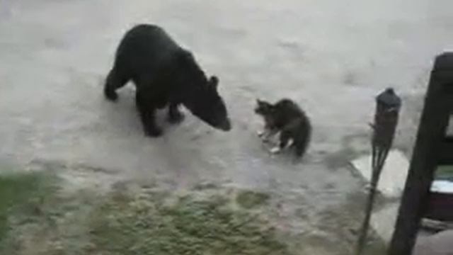 кот против медведя.wmv смотреть онлайн