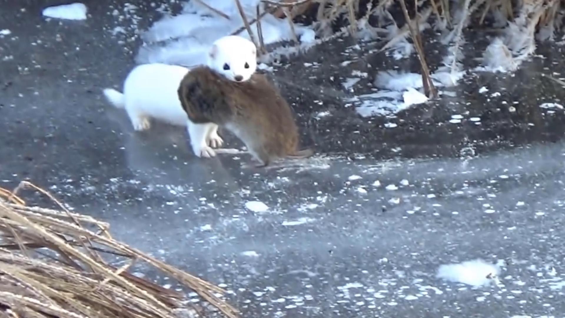 Это не лунка, а вход в щучье гнездо! Зимняя рыбалка на жерлицы! смотреть онлайн