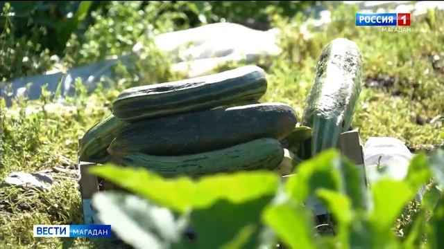 Помидоры в открытом грунте вырастил магаданский фермер