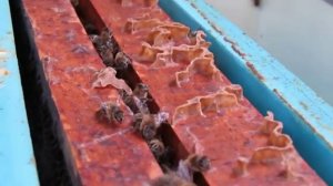 холстик и пленка ушли в прошлое, полностью перевел все ульи на потолочины - исправляю пчел трутовок