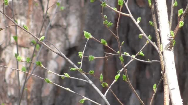 Страницы 2020 04 5. серия 9