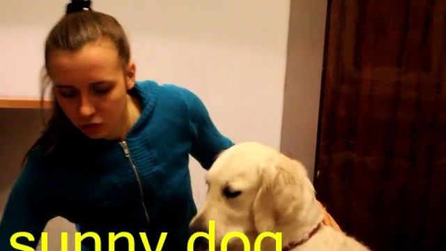 Приучаем собаку к сильнымм детским поглаживаниям  и щипаниям. Дрессировка семейной собаки