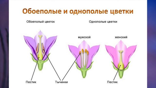 "Отдел Покрытосеменные (Цветковые) растения", Биология 7 класс, Сивоглазов