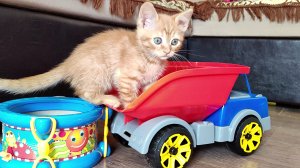 Смешные котята 1. подборка  смешных моментов. #MiniKitties часть 1. 2024