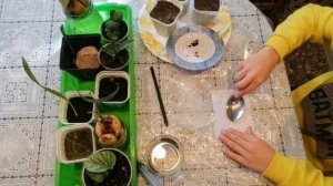 Как вырастить драконий фрукт! #ДРАКОНИЙФРУКТ #питахайя