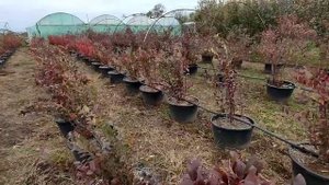 Как зимует наша голубика?