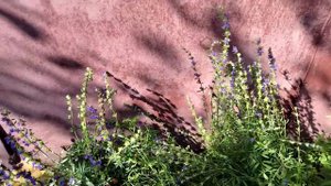 Растения уходящего лета:кровохлебка, волжанка, иссоп, посконник, клопогон.