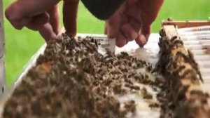 Использование системы Никот (бигуди) в пчеловодстве (UkrBee.com)