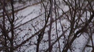 Элементы омоложения сливы и способ удержания кроны