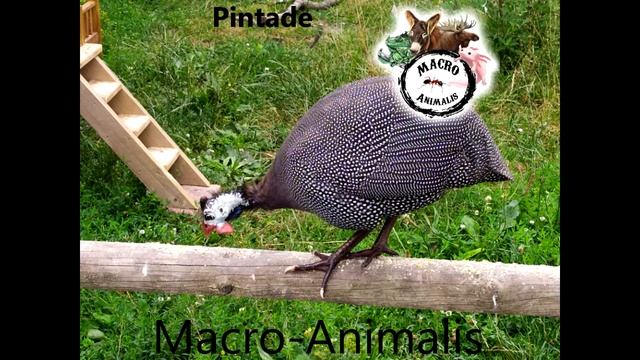 Son de la Pintade (Numida meleagris) смотреть онлайн