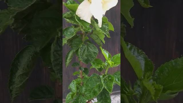 Hibiscus plant care tips/Best fertilizer for hibiscus/ How to grow hibiscus/White double petals смотреть онлайн