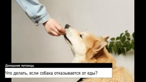 Что делать, если собака отказывается от еды?