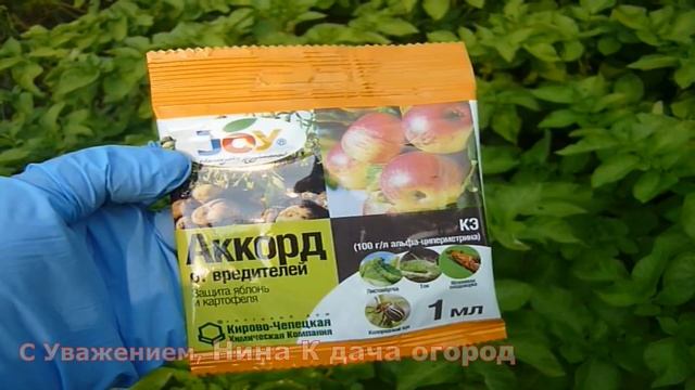 Забудьте о колорадском жуке на своём участке! Супер Лёгкое решение проблемы с Колорадским жуком.