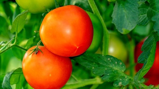 1 ложка и томаты будут расти крупными и гроздями