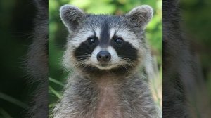 CАМЫЕ ИНТЕРЕСНЫЕ ФАКТЫ ПРО ХАМЕЛЕОНОВ. (Познавательное видео с Енотом Почемучкой)!