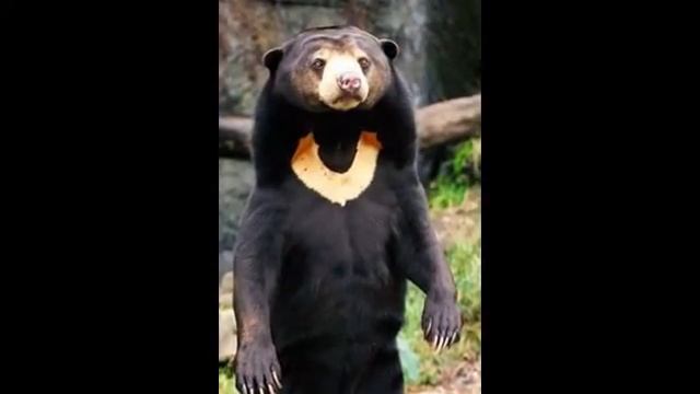 ЖИВОТНЫЕ И ПТИЦЫ НА КАВКАЗЕ смотреть онлайн