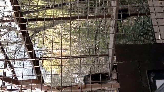 В зоопарке обезьяна развлекает посетителей смотреть онлайн