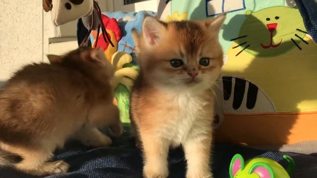??❤️КОТЯТА ПОДРОСЛИ?СУПЕР МЕДВЕЖАТА?GOLDEN KITTENS??