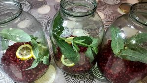 Закатываем МОХИТО из Красной Смородины на зиму! Компот из Красной Смородины!