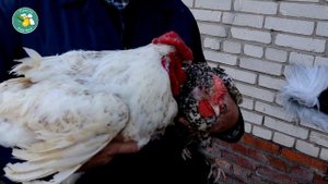 Пушкинская порода кур. Птица для фермеров.