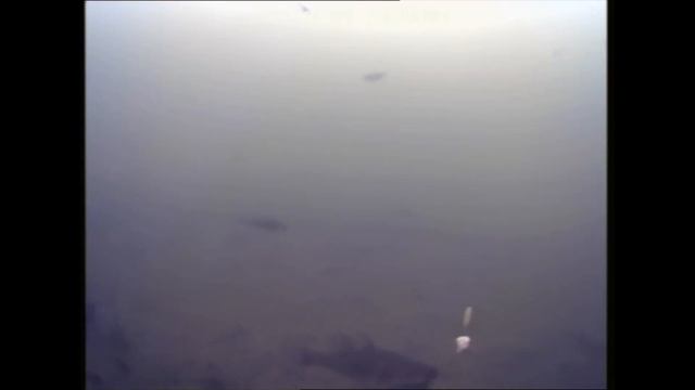 Подводная съемка ротан на блесну. Тест подводной камеры для рыбалки SHELMAN FC-4 DVR .