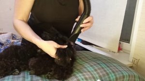 сушка пуделя компрессором феном. Обучение грумингу