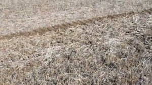 Выращивание фацелии. No-till 07.03.2020. Посев фацелии
