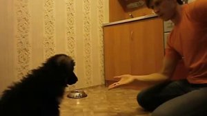 Дрессировка щенка немецкой овчарки 1,5 месяца 'КОМАНДА НЕЛЬЗЯ'