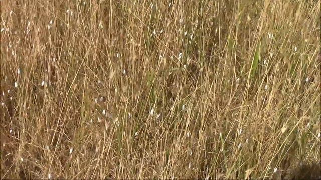 Маленькие белые улитки в полях Крыма. Виталий Смотрин