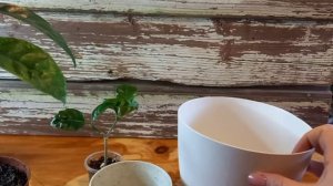Растения, которым нужен кислый грунт. Пересаживаю кофе и табернемантану.