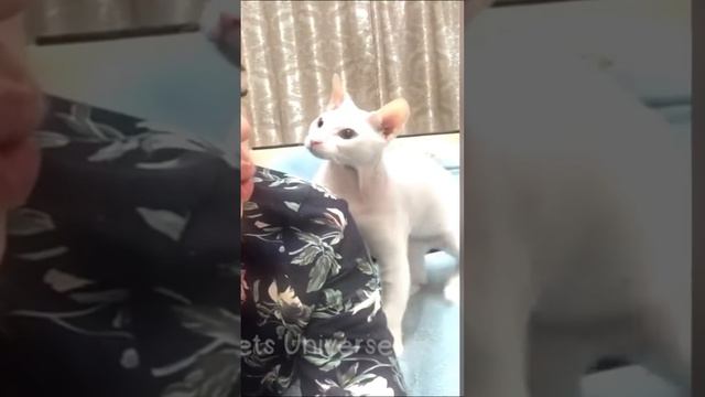 Ставь ЛАЙК если любишь котиков 💔😂 смотреть онлайн