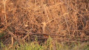 Коростель крякает и угрожающе шипит на врагов! :)