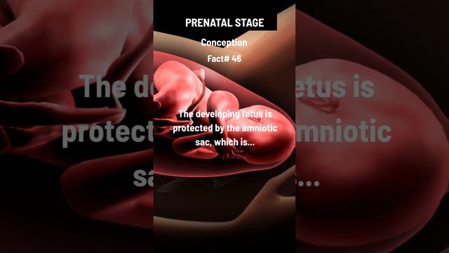 The developing fetus is protected by the amniotic sac.👇👇👇