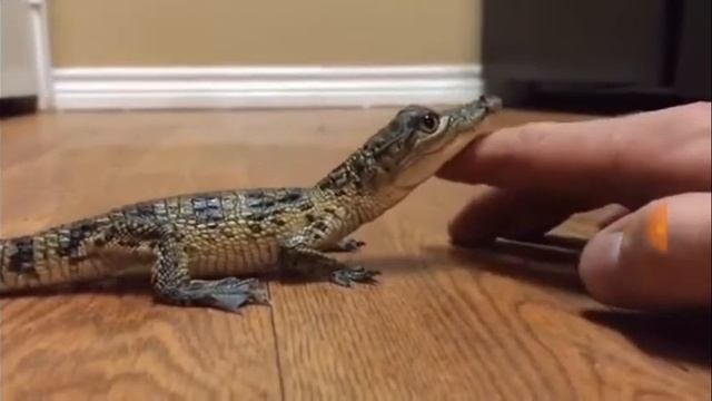 Ручной крокодильчик