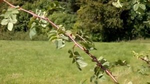 Robin's Pincushion or Rose Bedeguar Galls on Wild Rose